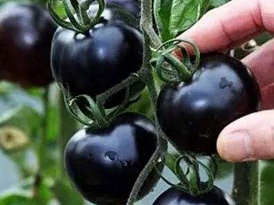 快看！蘭州新區(qū)高優(yōu)新特圣女果“黑羅漢”成熟待摘
