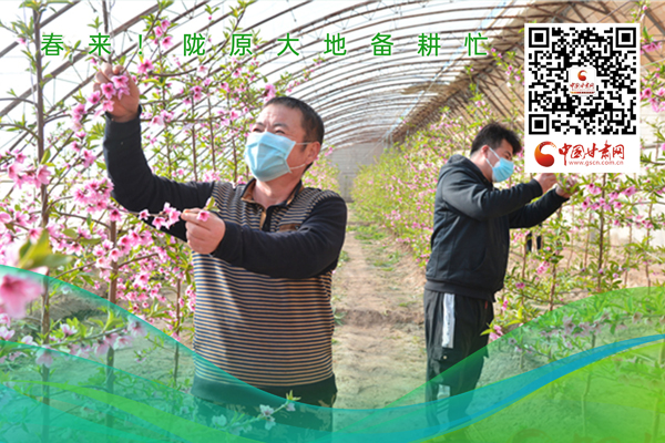 海報丨春來！隴原大地春耕忙