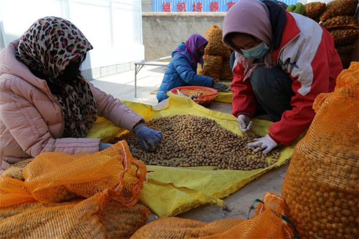 了不起！甘肅定西馬鈴薯良種出口7個(gè)國(guó)家