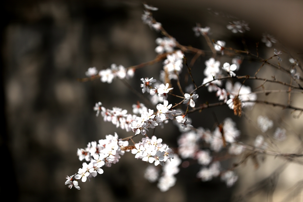 海報|花開隴原，甘肅這些景區(qū)正在復(fù)蘇！