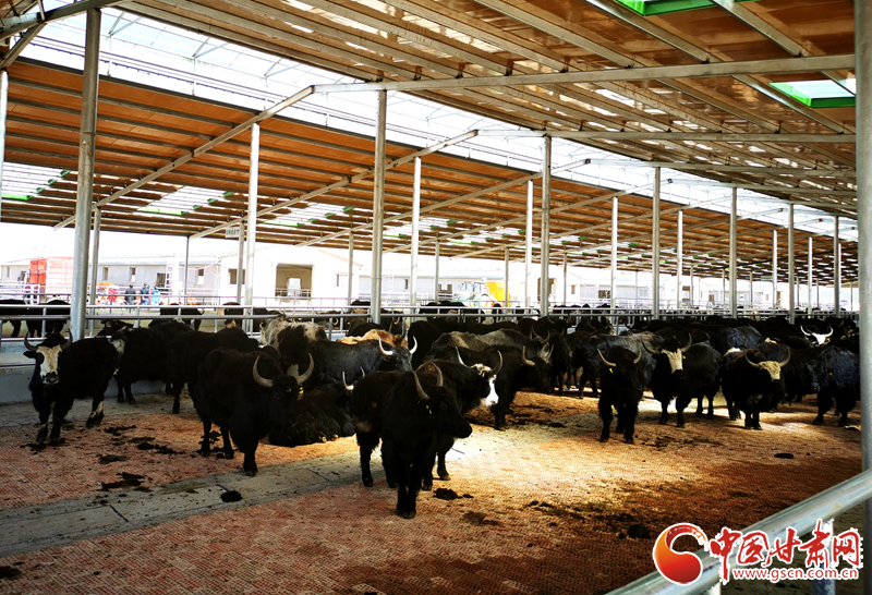 【甘肅省決戰(zhàn)決勝脫貧攻堅】農(nóng)牧結(jié)合養(yǎng)起“脫貧?！?產(chǎn)業(yè)增效共唱“致富歌”