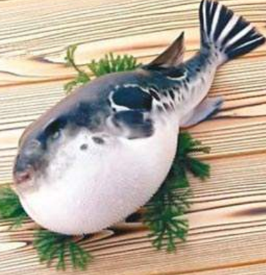 蘭州市市場(chǎng)監(jiān)督管理局發(fā)布通告禁止違法加工、經(jīng)營(yíng)河豚魚