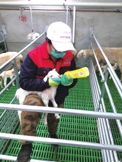 打造甘肅養(yǎng)殖叫得響的品牌——蘭州現代畜牧業(yè)繁育養(yǎng)殖示范基地“種養(yǎng)加”模式實現全產業(yè)鏈生態(tài)循環(huán)農業(yè)