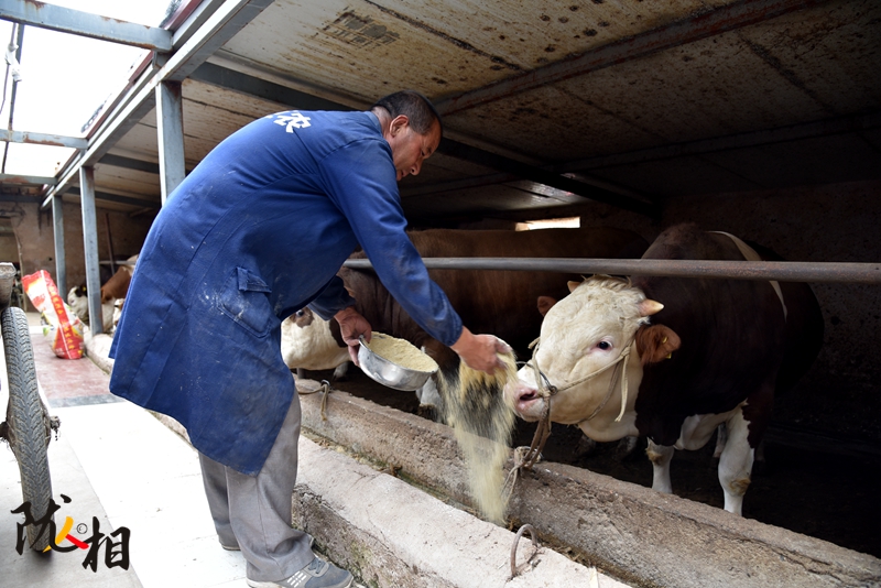 【隴人相】脫貧路上的實干家——“?！比笋R占清