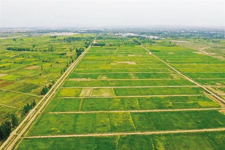 蘭州新區(qū)打出“生態(tài)產(chǎn)業(yè)”牌 山包綠了 錢(qián)包鼓了