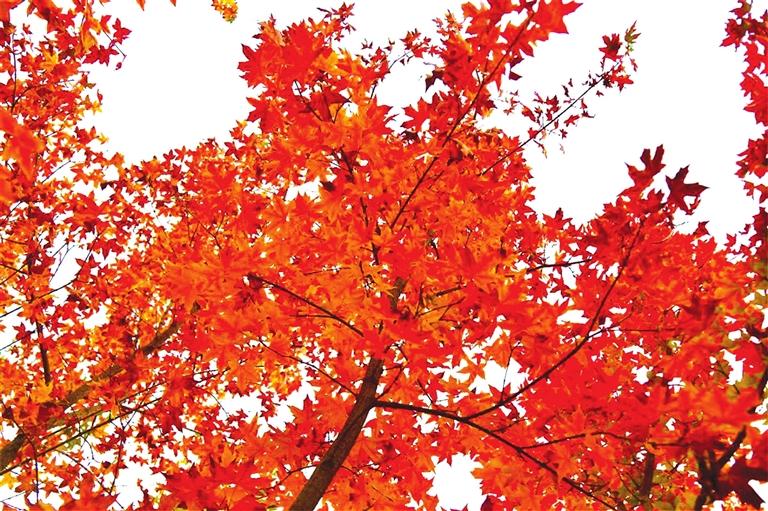 出彩啦！蘭州高校秋景驚艷來(lái)襲，快到秋日調(diào)色盤(pán)里pick你的母校