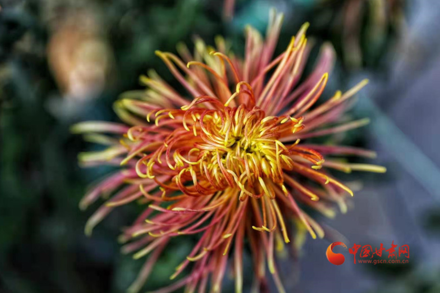 十五年，鍥而不舍終夢(mèng)圓——寫在蘭州市入選全國(guó)文明城市之際