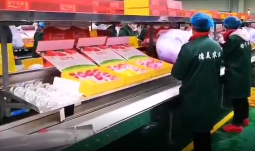 【獨(dú)家視頻】快訊丨甘肅省委副書記、代省長(zhǎng)任振鶴在靜寧縣調(diào)研蘋果產(chǎn)業(yè)發(fā)展