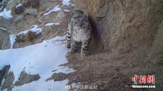 精靈漫步！甘肅阿克塞祁連山深處現(xiàn)雪豹身影