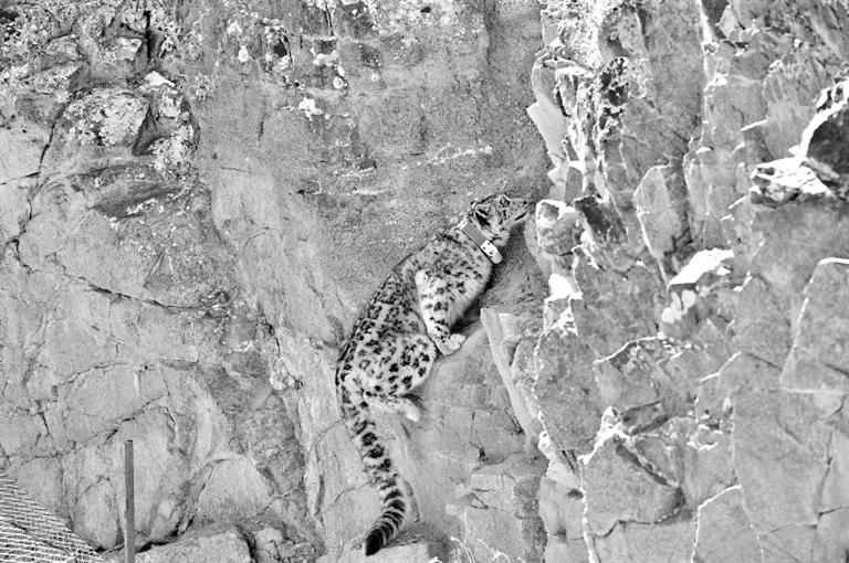 首例！肅北鹽池灣保護(hù)區(qū)一只雪豹被戴上定位項(xiàng)圈