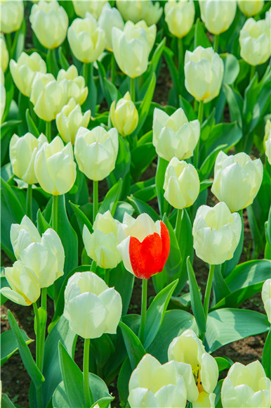 花叢中，別具一格。羅云希 攝