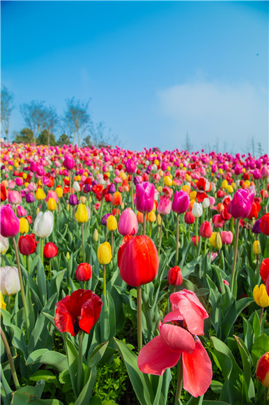 花的海洋。羅云希 攝