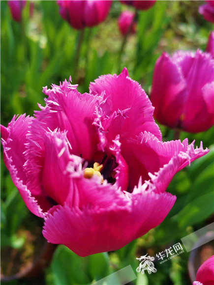 特色郁金香品種，花邊呈鋸齒狀。華龍網(wǎng)—新重慶客戶端記者 舒婷 攝