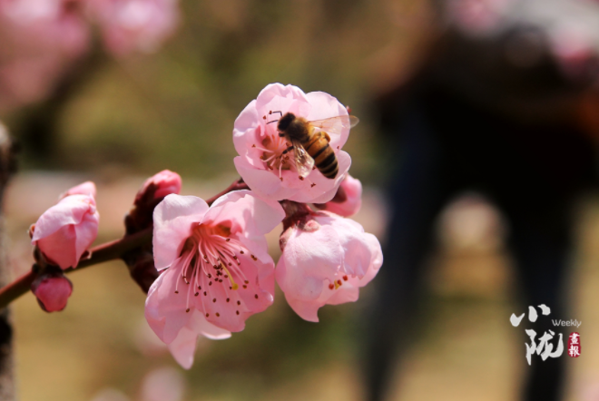 【小隴畫報(bào)·113期】最美人間四月天，灼灼桃花映秦安