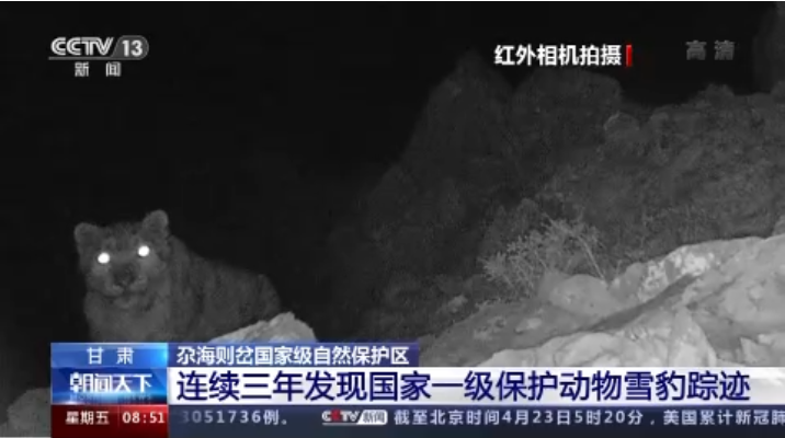 “大貓”出沒！甘肅尕海則岔保護(hù)區(qū)連續(xù)三年發(fā)現(xiàn)雪豹蹤跡