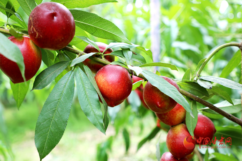 臨澤新華鎮(zhèn)：大棚油桃“結出”致富路