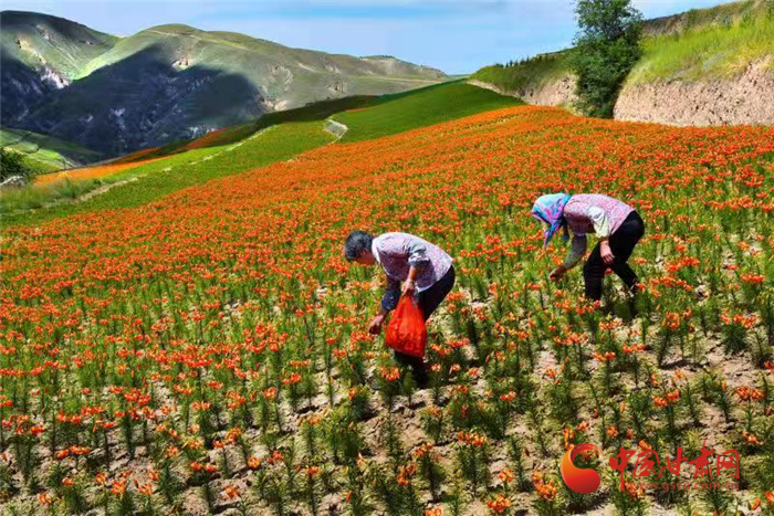 蘭州榆中：“牛羊菜薯藥”五大產(chǎn)業(yè)均衡發(fā)展 高原夏菜產(chǎn)量突破75萬(wàn)噸