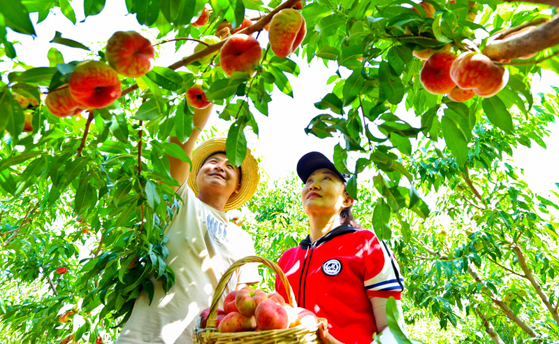 【隴拍客】張掖甘州：蟠桃園里采摘樂(lè)