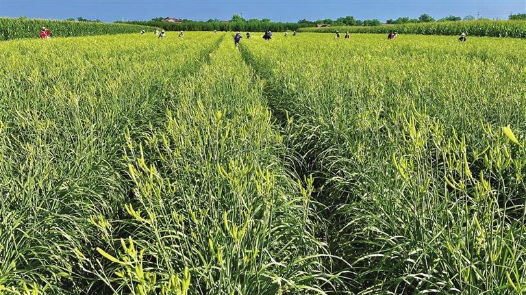 慶陽(yáng)鎮(zhèn)原：9萬(wàn)畝黃花菜 鋪就金色致富路