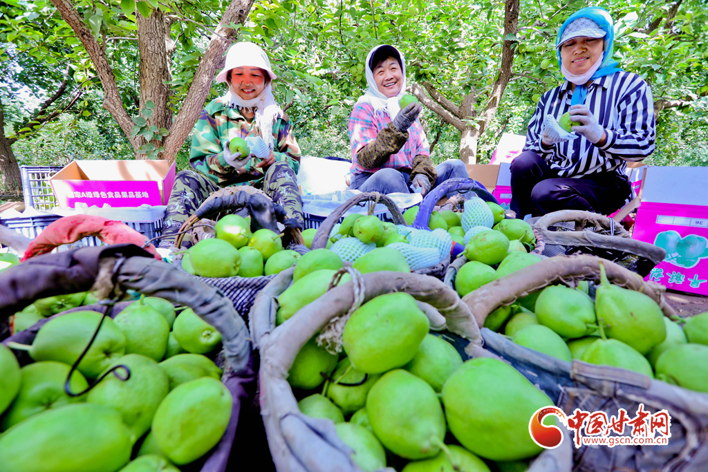 【甘肅省“100系列”獻(xiàn)禮建黨百年】物華天寶潤(rùn)隴原·甘肅張掖：萬噸早酥梨采摘忙