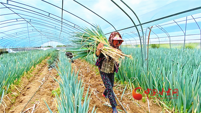 【小康圓夢(mèng)·看甘肅】蘭州榆中王保營(yíng)村：大蔥產(chǎn)業(yè)助農(nóng)增收
