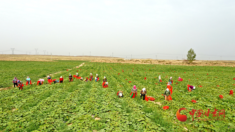 山丹：農(nóng)事“鐘點工”走俏田間地頭