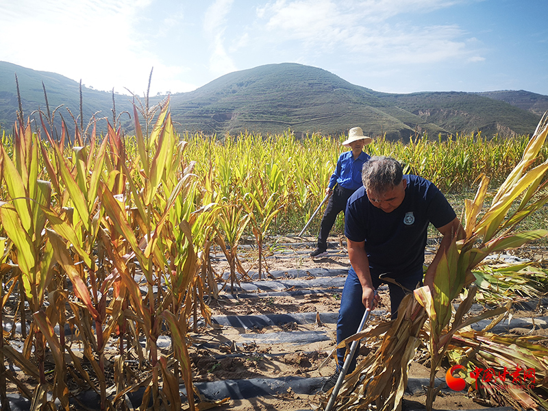 【慶豐收 感黨恩】定西安定：劉鴻奎的豐收節(jié)！