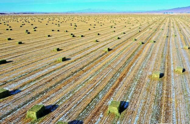 【“飛閱”中國】瞰！山丹馬場撒“青豆”