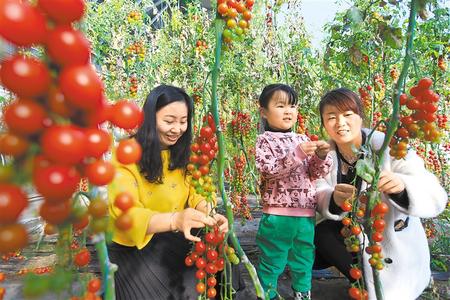 酒泉市肅州區(qū)東洞戈壁產(chǎn)業(yè)園里的圣女果、人參果陸續(xù)成熟上市