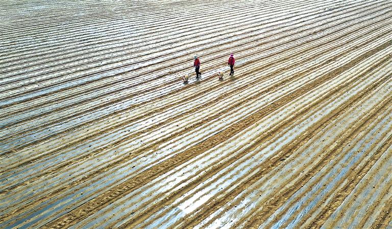 臨夏縣橋寺鄉(xiāng)農(nóng)民開始在田間播種萵筍