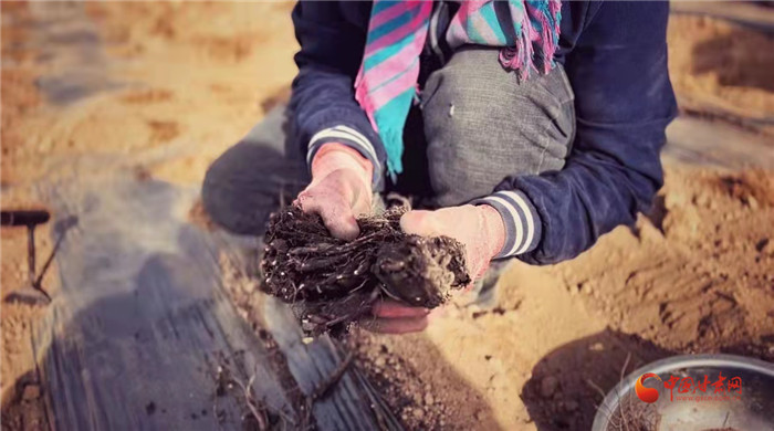 【隴拍客】好消息！榆中縣馬坡鄉(xiāng)在高海拔的馬銜山山麓種植1500畝當(dāng)歸