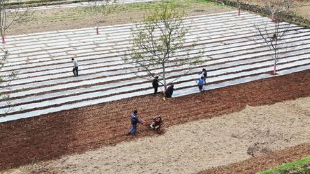 隴南：清明時節(jié)農事忙