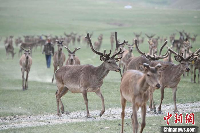 圖為肅南縣馬鹿養(yǎng)殖場內(nèi)的鹿群?！钇G敏 攝