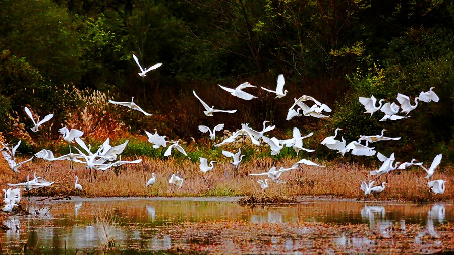 白鷺翩躚舞初冬。吳康軍攝