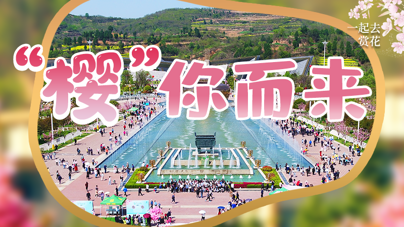 海報|春色爛漫，一組海報“云賞”櫻花盛開