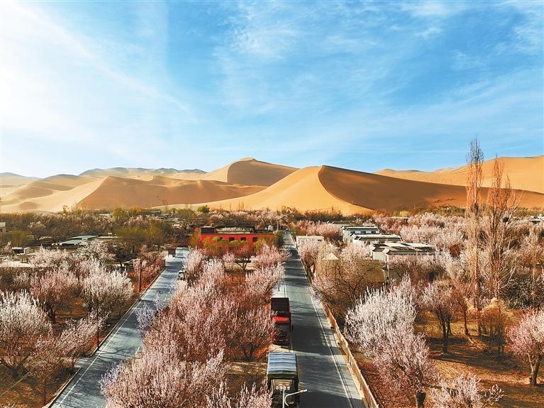 近日，敦煌鳴沙山下的李廣杏杏花陸續(xù)開放，美如畫卷。新甘肅·甘肅日?qǐng)?bào)通訊員　張曉亮