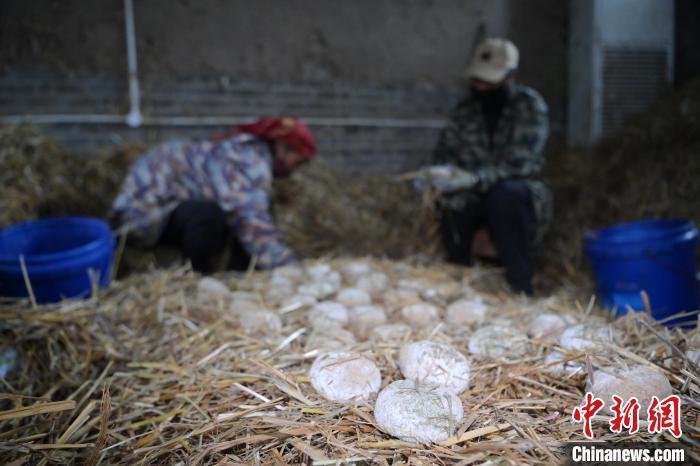 酒曲從曲坯入房培養(yǎng)到培養(yǎng)結(jié)束，整個(gè)培養(yǎng)周期控制在4至8天，曲坯的要求光滑，軟硬適宜，手按曲坯不松散，結(jié)實(shí)，薄厚一致。圖為5月10日，工作人員準(zhǔn)備將培養(yǎng)好的曲坯拿到外面晾曬。九美旦增　攝