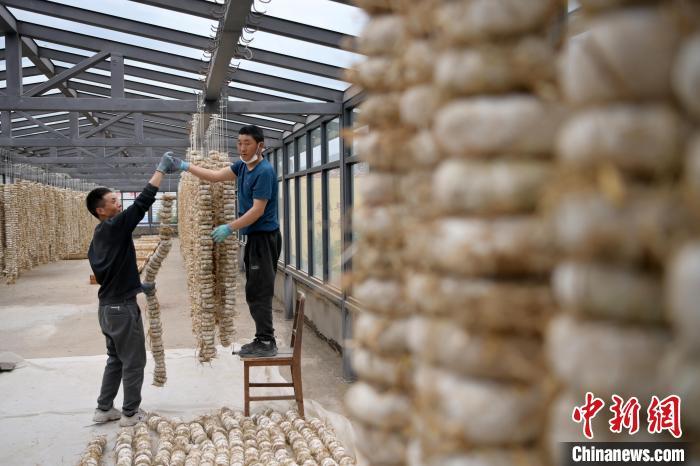 圖為5月10日，工作人員將用青稞面和青稞草等制成的曲坯用繩子串起來晾曬。九美旦增　攝