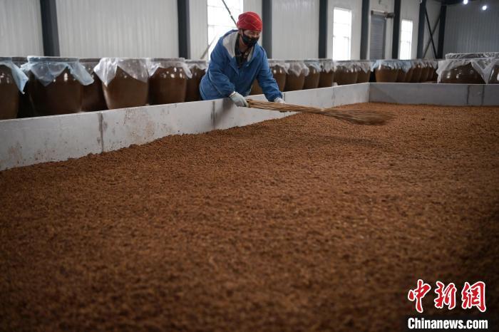 圖為5月10日，工作人員整理鋪撒的酒醅。九美旦增　攝