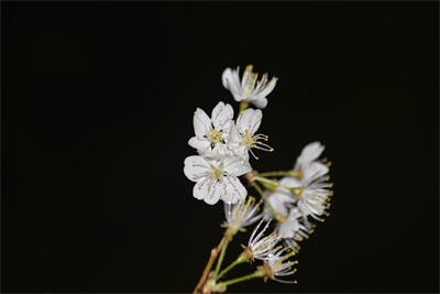 1737511177614748.jpg 801.jpg