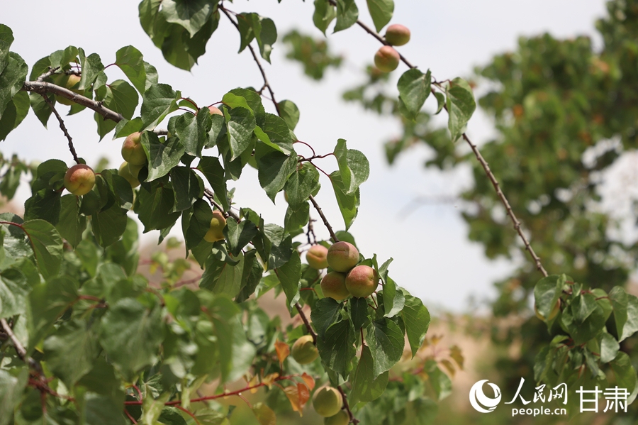 蘭溝村百畝杏林的杏子即將成熟。人民網(wǎng)記者 焦隆攝