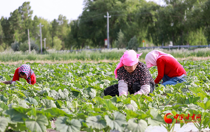 金塔：制種產(chǎn)業(yè)“鏈”出好前景