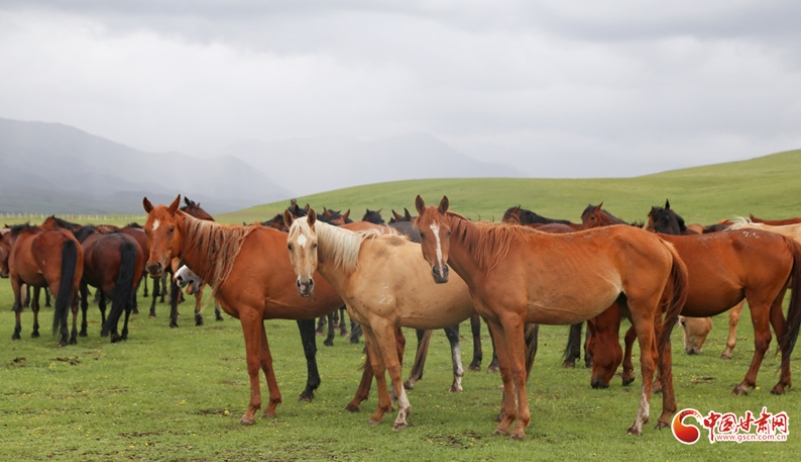 祁連山下馬蹄新：山丹馬場(chǎng)以綠色發(fā)展詮釋“兩山”理論實(shí)踐