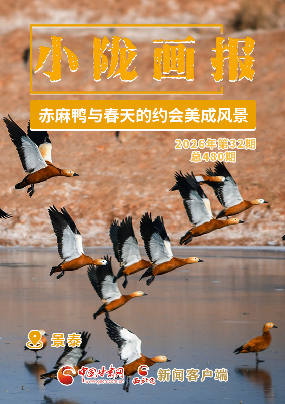 【小隴畫報·480期】景泰：赤麻鴨與春天的約會美成風(fēng)景